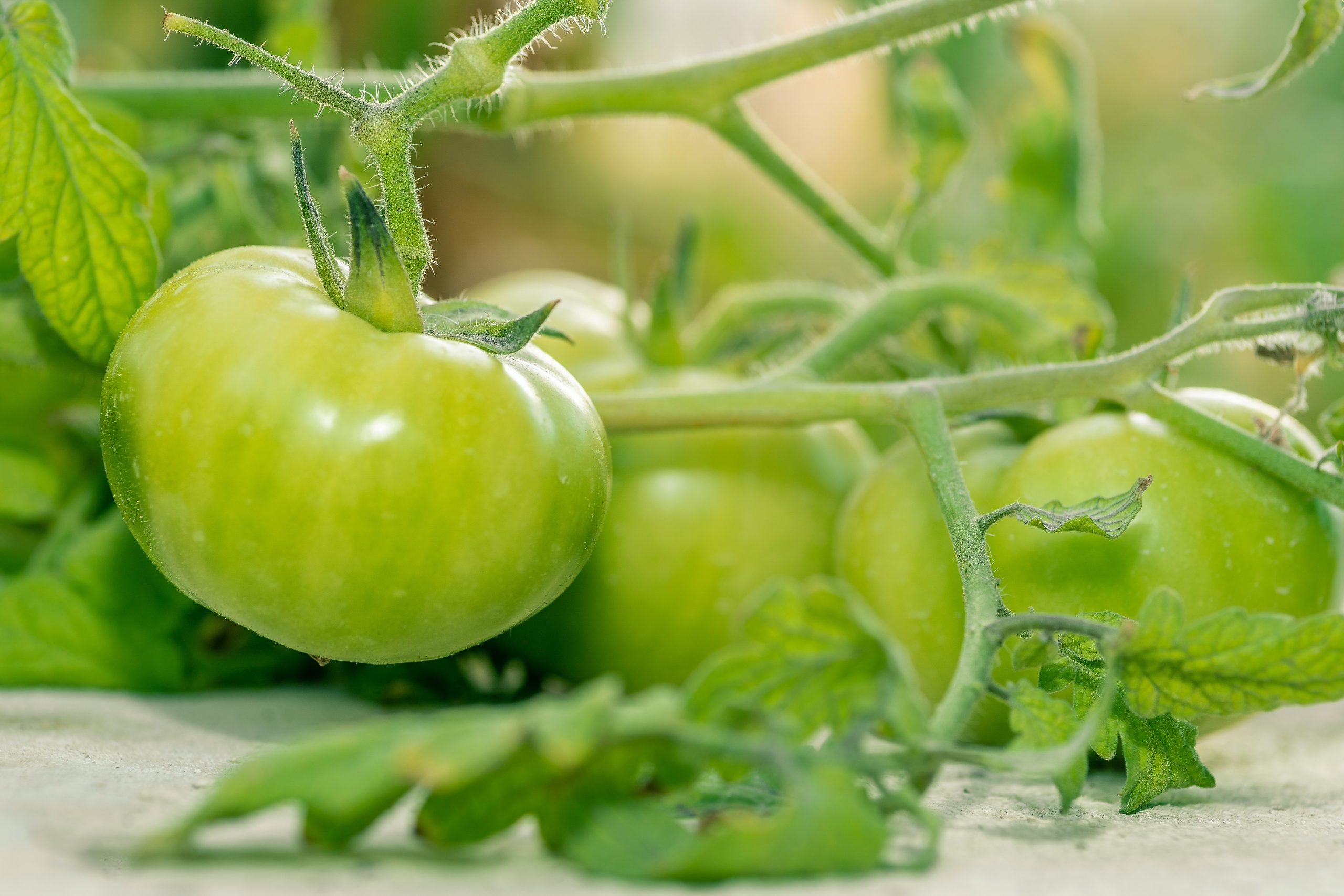 Onrijpe tomaten
