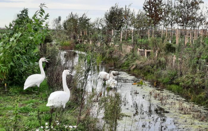 Zwanen op de Tuinderij