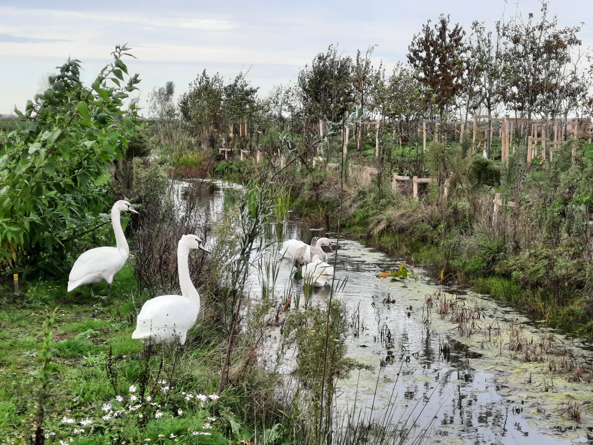 Zwanen op de Tuinderij
