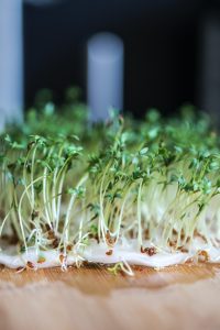 Thuis tuinkers kweken