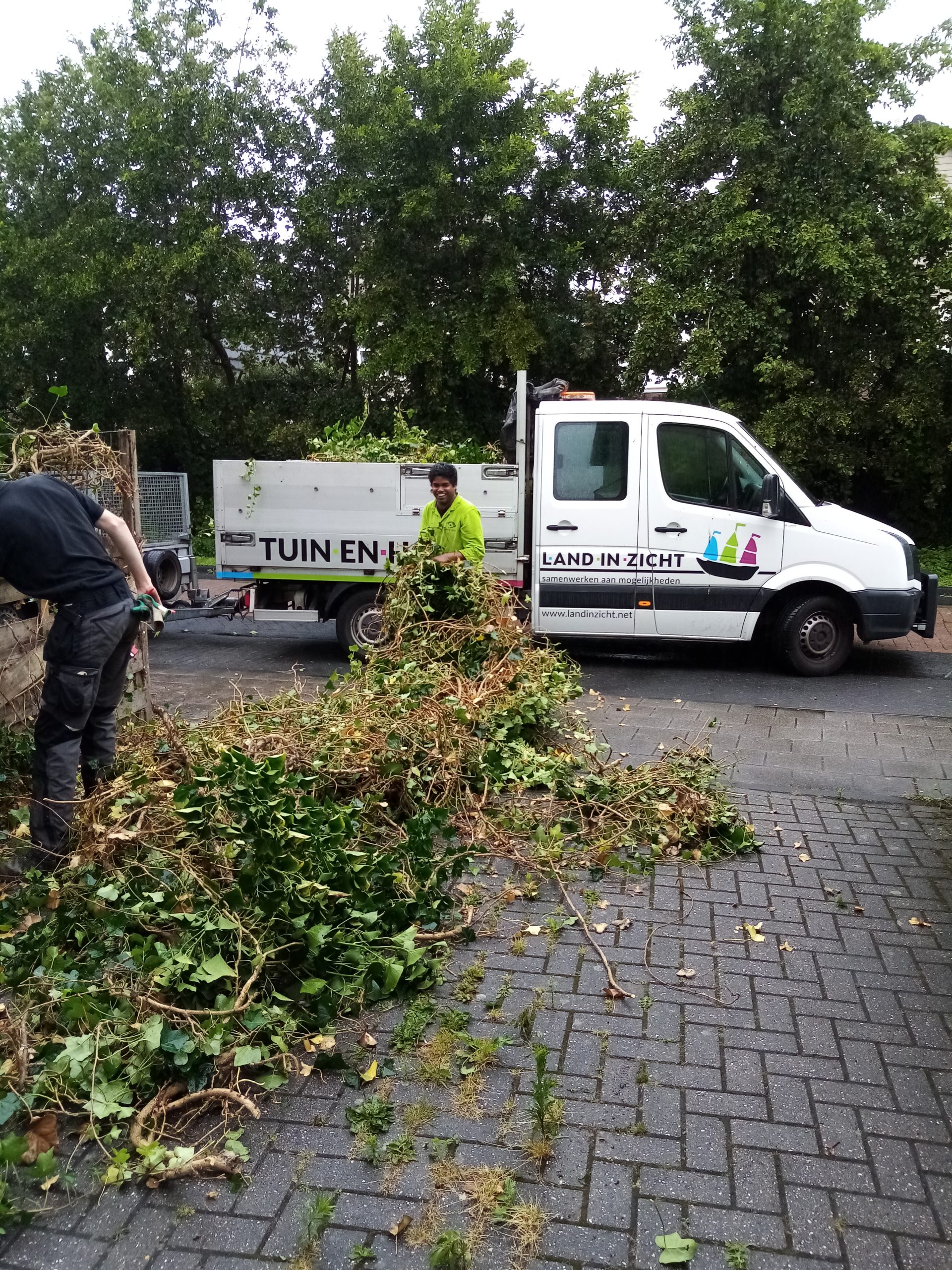 Afvoeren verwilderde klimop Afvoeren verwilderde klimop