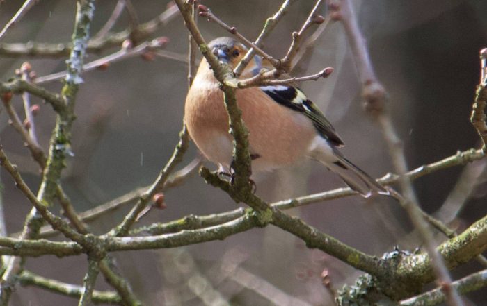 Vink vogelspotten fotografie