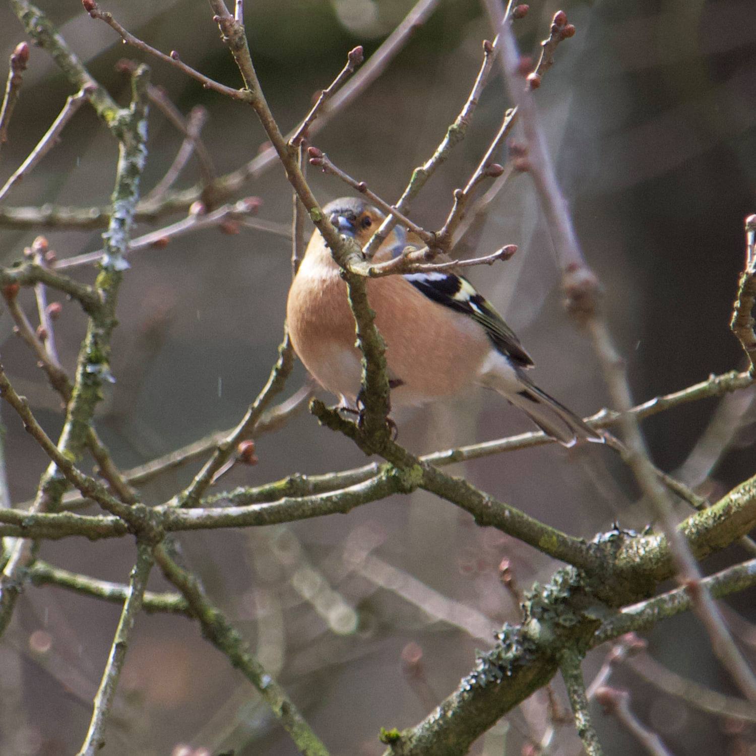 Vink vogelspotten fotografie Vink