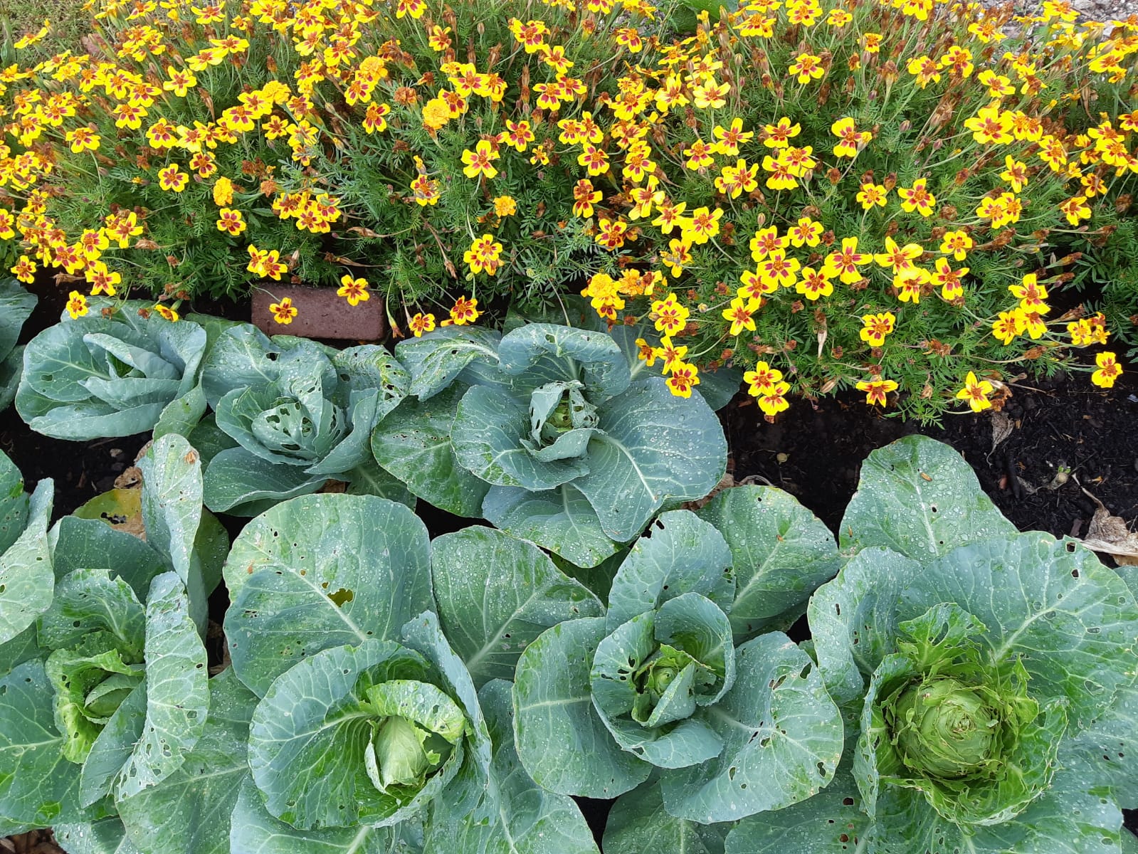 Tuinderij: zelfoogsttuin groente en kruiden en pluktuin bloemen en fruit Tuinderij: zelfoogsttuin groente en kruiden en pluktuin bloemen en fruit
