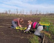 Dagbesteding op de tuinderij