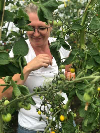 Cherrytomaatjes oogsten