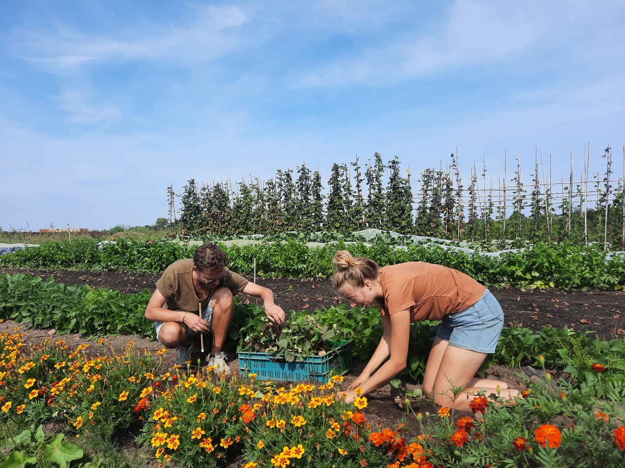 Tuinderij Tuinderij