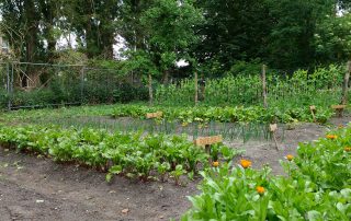Moestuin