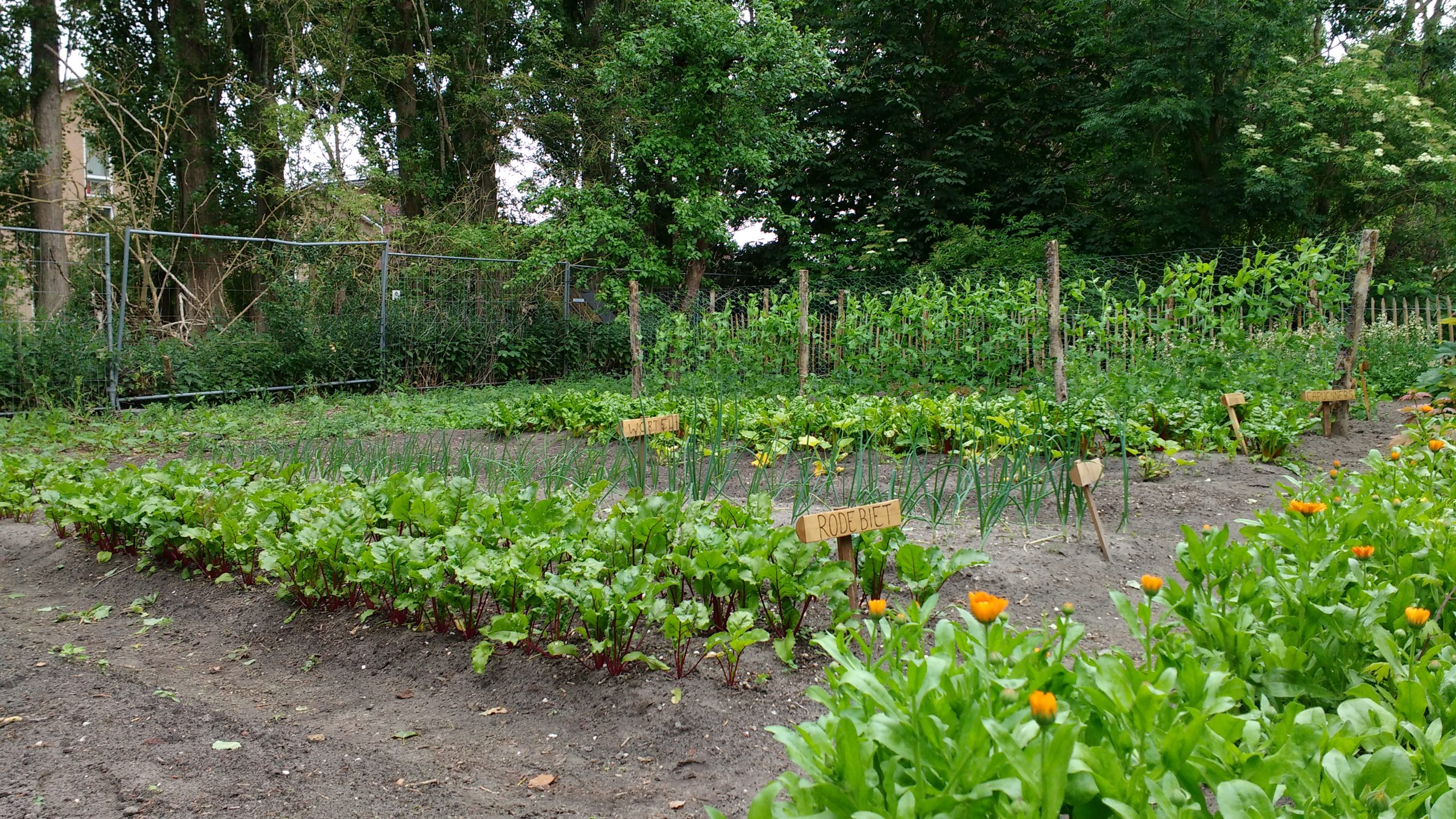 Moestuin