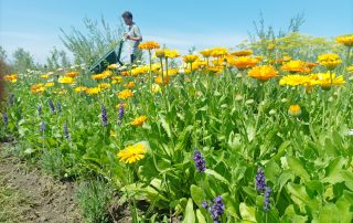 Vacature projectleider sociaal & ecologisch hoveniersbedrijf
