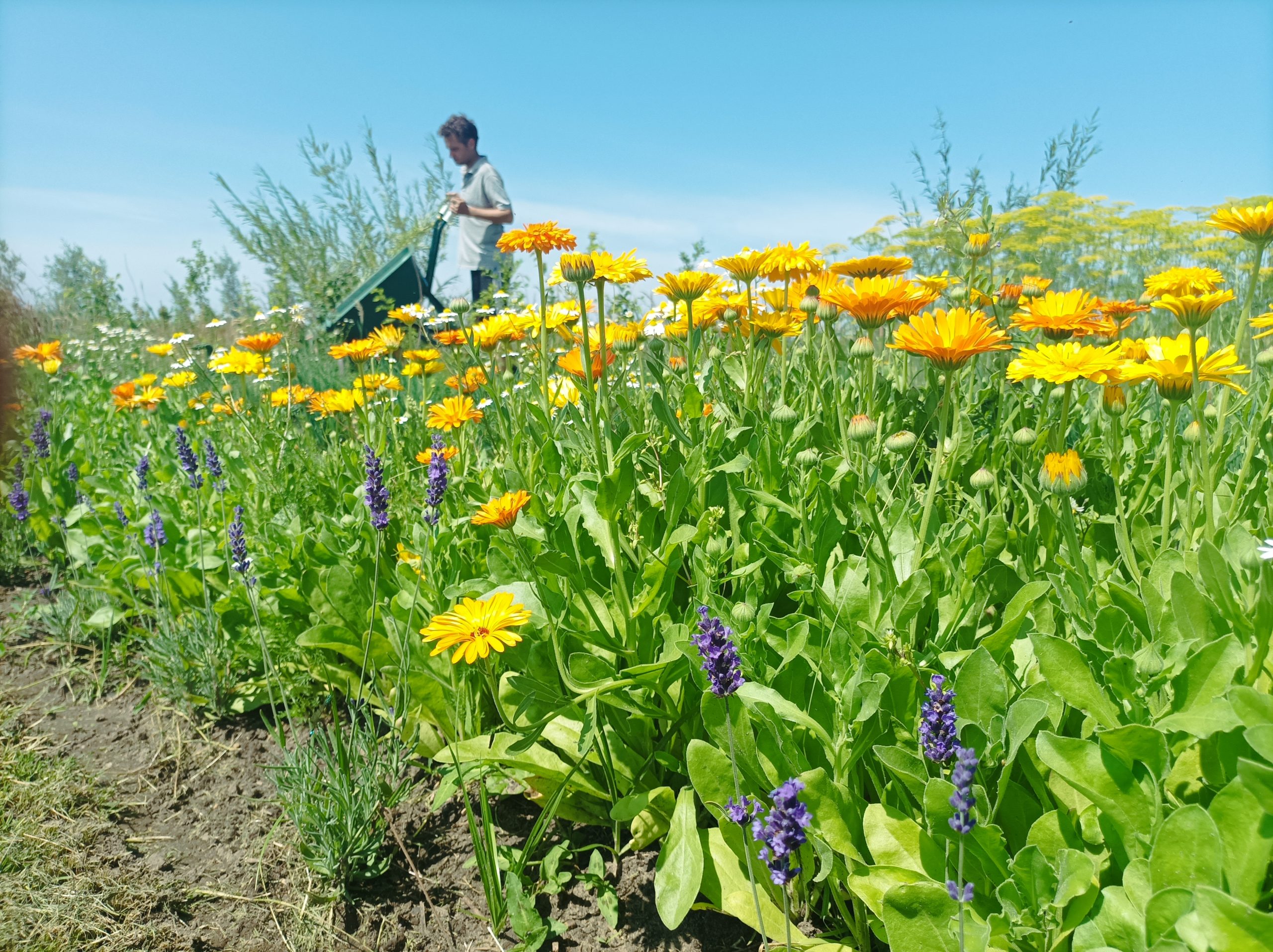 Vacature projectleider sociaal & ecologisch hoveniersbedrijf