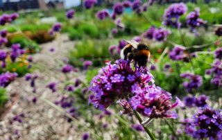 Land in Zicht doet mee aan de Open Tuinendag georganiseerd door Groei & Bloei Amersfoort