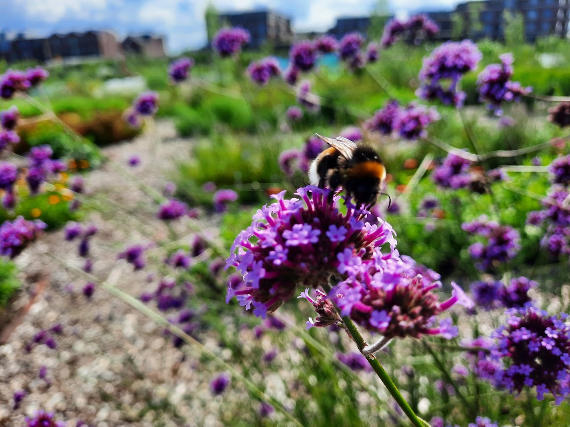 Land in Zicht doet mee aan de Open Tuinendag georganiseerd door Groei & Bloei Amersfoort