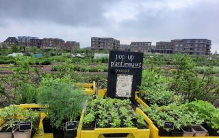 Kom en ontdek de wereld van groen op onze plantjesdag op 13 april van 11.00 – 15.00 uur. Ontdek de kraampjes vol jonge plantjes voor buiten en heerlijke kruiden voor in je eigen keuken. Laat je zintuigen prikkelen door de geuren van basilicum, munt en tijm, terwijl je geniet van het gezellige samenzijn met je gezin en buurtgenoten. Ook Moestuin vereniging Laakzijde is aanwezig om eigen plantjes en kruiden te verkopen, oftewel genoeg variatie.