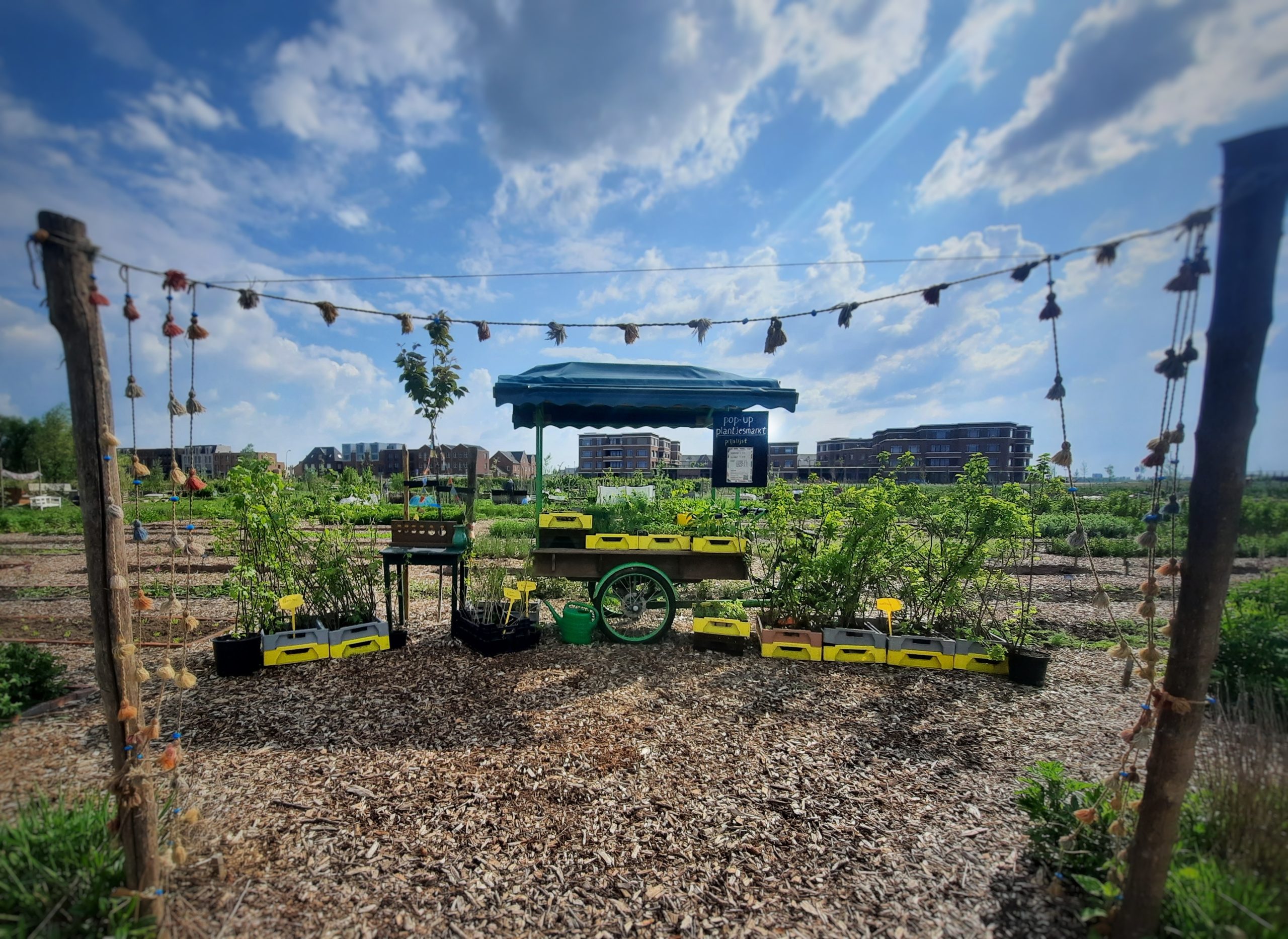 Kom en ontdek de wereld van groen op onze plantjesdag op 13 april van 11.00 – 15.00 uur. Ontdek de kraampjes vol jonge plantjes voor buiten en heerlijke kruiden voor in je eigen keuken. Laat je zintuigen prikkelen door de geuren van basilicum, munt en tijm, terwijl je geniet van het gezellige samenzijn met je gezin en buurtgenoten. Ook Moestuin vereniging Laakzijde is aanwezig om eigen plantjes en kruiden te verkopen, oftewel genoeg variatie.