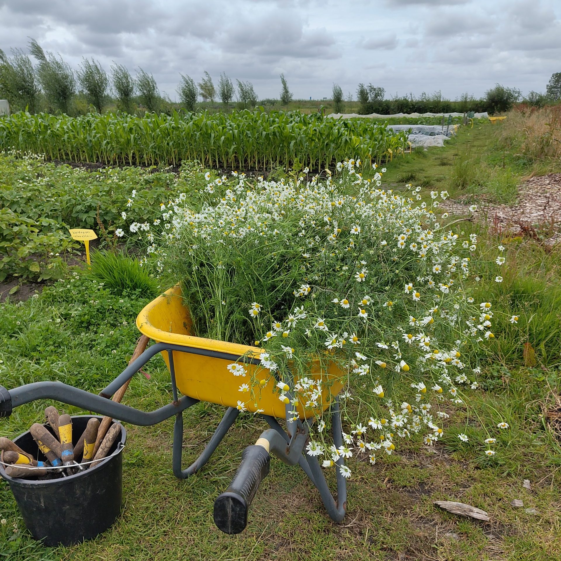 Tuinderij Land in Zicht onderhoud bloemenpluktuin
