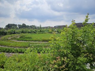 Midden in onze groene tuinderij ligt de kruidencirkel: een plek waar de natuur samenkomt in een harmonieus ontwerp. Omgeven door geurige kruiden en kleurrijke bloemen, biedt deze buitenruimte een rustige en inspirerende omgeving. De cirkel leent zich perfect voor activiteiten zoals meditatie, yoga, creatieve workshops of ceremonies. Hier ben je letterlijk omringd door de natuur, waardoor je echt tot rust kunt komen en in verbinding kunt staan met jezelf en anderen.