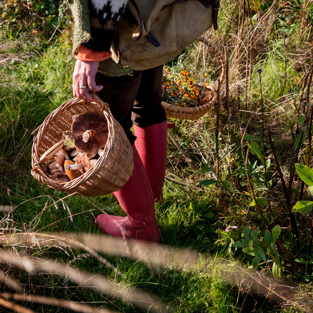 Deze ochtend zijn de leerlingen van de Vrije School Amersfoort bij ons aanwezig om te gaan wildplukken. Ze gaan wandelen door het polderland en plukken allemaal producten voor gebruik in een eigen gemaakte soep. Samen in de Kas in onze Tuinderij gaan ze aan het werk.