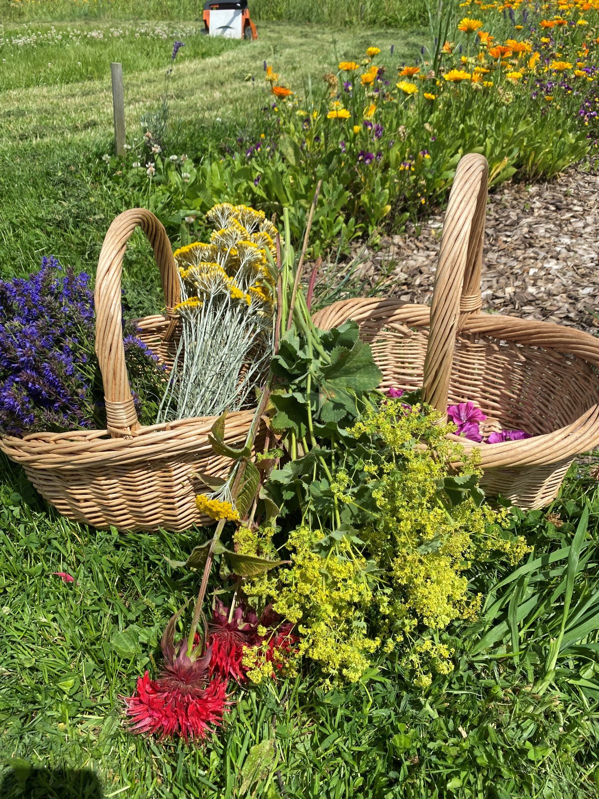 Winterwellness voor Moeders en Dochters Tijdens deze workshop leer je natuurlijke wellness- en cosmeticaproducten maken van diverse kruiden, zowel uit het wild, de kruidentuin als gedroogde kruiden. We werken met krachtige oliën, natuurlijke ingrediënten en etherische oliën om producten te creëren zoals bodylotion, shampoo, conditioner, haarmist of haarserum. Je kunt kiezen uit verschillende geuren, kruiden en producten. Doe je mee met je dochter(s)? Of ken je misschien iemand voor wie dit een leuke middag zou zijn?