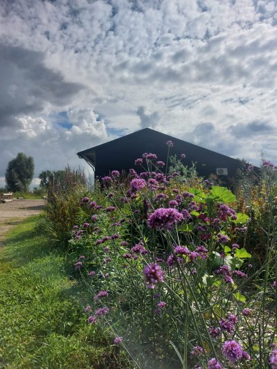 Tuinderij bloemenpluktuin natuurschuur Eerst overzicht, dan zorg. Jij houdt de dagbesteding draaiende, biedt structuur en zorgt dat iedereen de juiste ondersteuning krijgt. Als schakel tussen deelnemers, begeleiders en samenwerkingspartners weet jij wat er nodig is en zorg je voor een soepele samenwerking. Ben jij een betrokken zorgprofessional met ervaring in onze doelgroep? Kun jij overzicht bewaren, snel schakelen en tegelijk oog houden voor de mens achter de hulpvraag? Deze tijdelijke functie is voor 16 - 20 uur per week en start in mei ter vervanging van zwangerschapsverlof.
