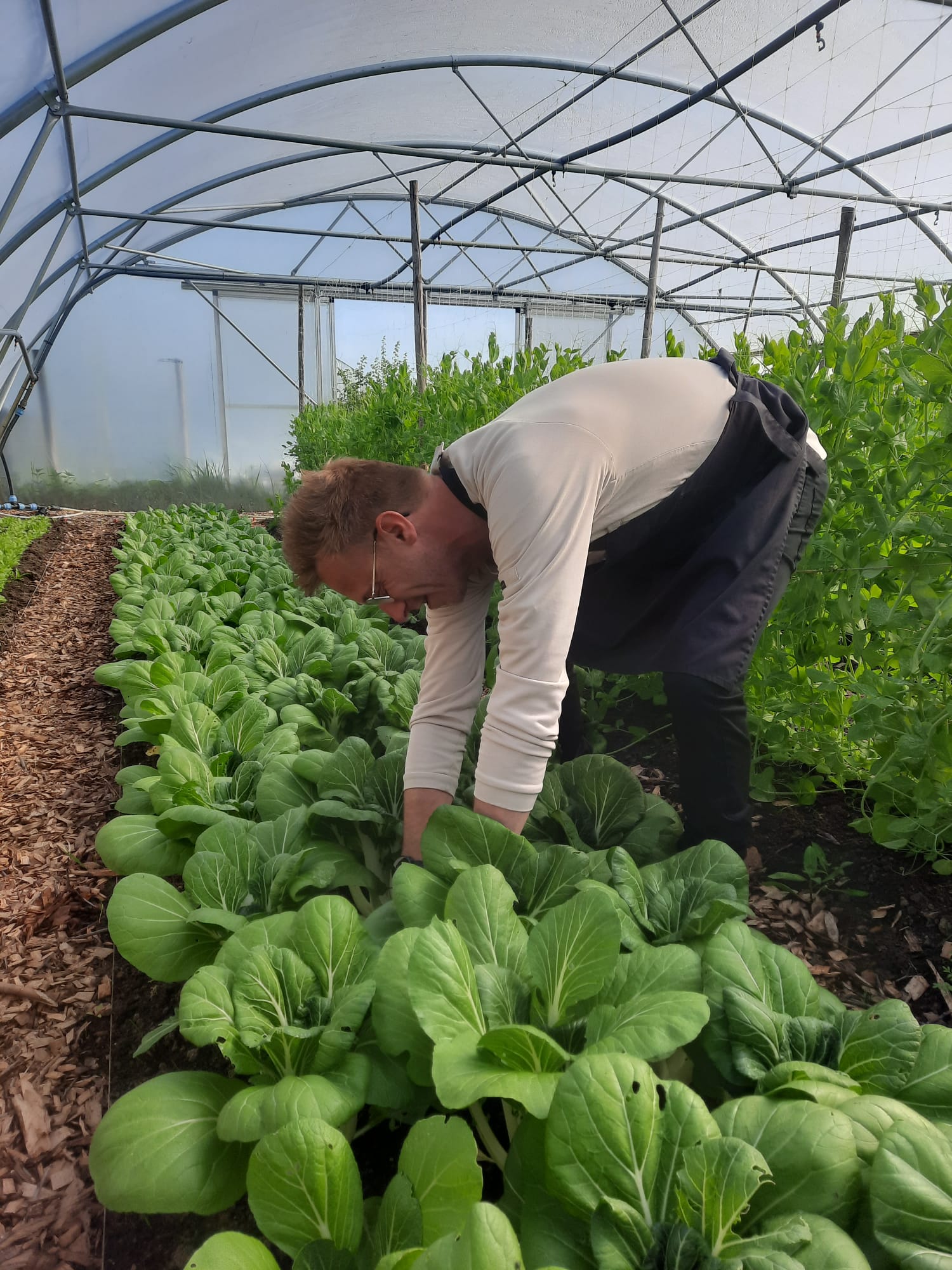 Mart kok oogsten tuinderij theehuis Land in Zicht, het is echt een culinair paradijs. Met al die kruiden en al die verse groenten om mij heen. Zo sta ik in deze periode bijvoorbeeld mijn eigen snijbieten te oogsten, die onze gasten dan straks supervers op hun bord terugzien. Ik vind verantwoord koken belangrijk, daarin ben ik nog steeds aan het groeien. Ik merk dat ik daar in de keuken van Land in Zicht heel bewust mee bezig ben.