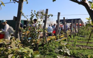 Beleef Plantjesdag op de Tuinderij bij Land in Zicht! Ontdek kraampjes vol jonge plantjes, geurige kruiden en groene inspiratie. Kom langs, steun lokale kwekers en maak samen de buurt groener.