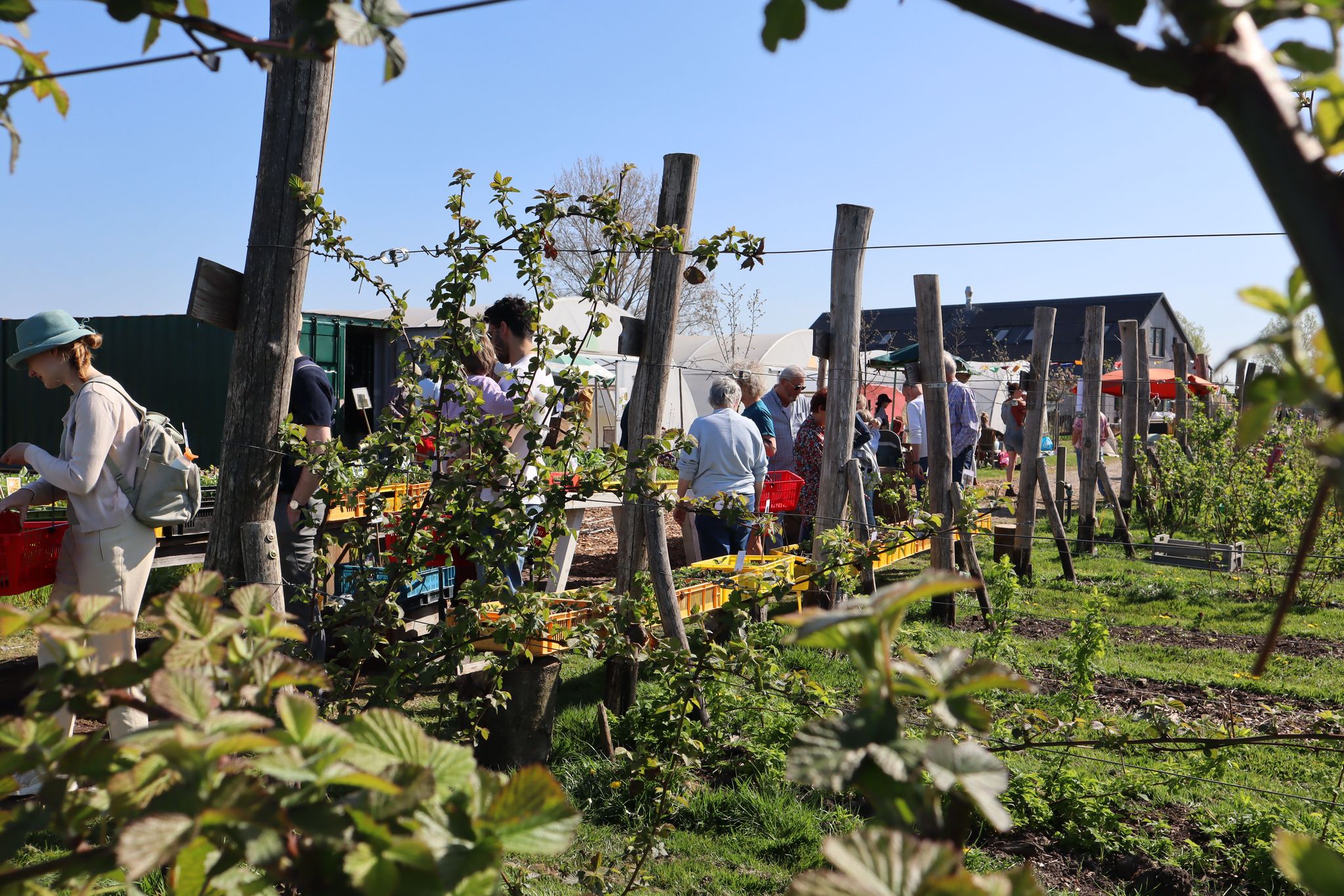 Beleef Plantjesdag op de Tuinderij bij Land in Zicht! Ontdek kraampjes vol jonge plantjes, geurige kruiden en groene inspiratie. Kom langs, steun lokale kwekers en maak samen de buurt groener.