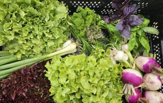 Van 13 t/m 17 mei is het onze eerste oogstweek bij Tuinderij Land in Zicht! Ben je een late beslisser of nog niet helemaal overtuigd? Sluit dan dagelijks aan bij onze rondleiding om 10:00 uur en ontdek alles over onze biologische groenten en het werk op de tuin. We informeren je graag en laten je zien wat we met zorg en aandacht verbouwen!
