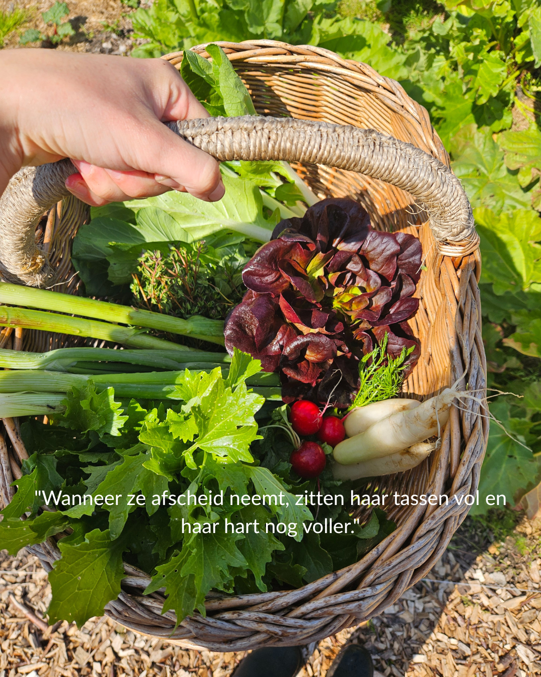 Oogsten in Amersfoort verse groente van het land biologisch Voor het eerst oogsten uit de tuin – vol geur, kleur en verwondering. Een tasje vol groente, en een hart vol rust. De tuin geeft, en zij bloeit op.