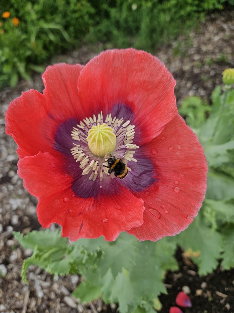 bloem bij pluktuin amersfoort vathorst tuinderij Land in Zicht is een groene, sociale plek waar kinderen al doende leren over de natuur, duurzaamheid en samenwerken. Alles speelt zich af op het terrein van Tuinpark Laakzijde: een gastvrije, groene oase in Amersfoort Vathorst, waar iedereen welkom is.