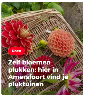 Kom deze zomer bloemen plukken in onze pluktuin in Amersfoort Vathorst. Gifvrije biologische seizoen bloemen.