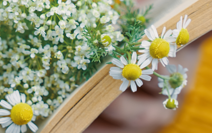 Land in Zicht is dé groene ontmoetingsplek in Amersfoort Vathorst: bloemen plukken, groenten oogsten én genieten in ons gezellige theehuis. Lees de nieuwste publicaties en ontdek onze duurzame plek waar mens en aarde samenkomen.