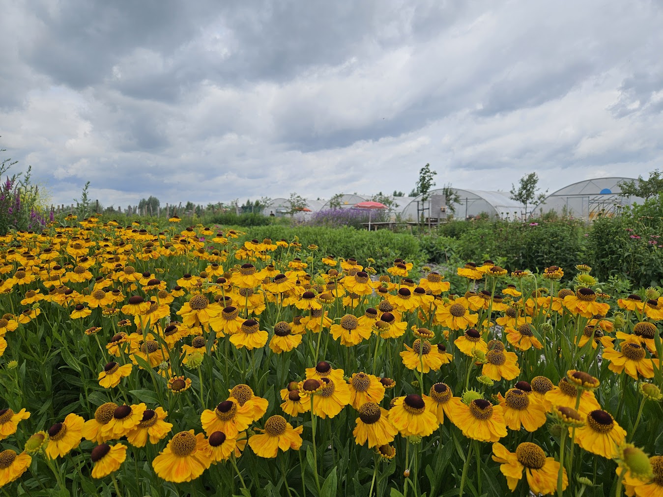 De bloemenpluktuin in volle bloei in de zomer in Amersfoort Vathorst.