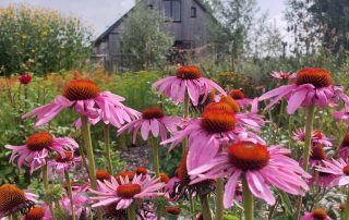De bloemenpluktuin in volle bloei in de zomer in Amersfoort Vathorst.