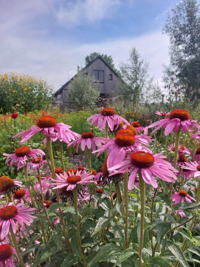 bloemenpluktuin hoeve theehuis plukavond De bloemenpluktuin in volle bloei in de zomer in Amersfoort Vathorst.