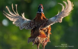 Kom 22 november naar Tuinpark Laakzijde voor de documentaire Parkleven – een ode aan de seizoenen en het stadsleven in het groen. Met koffie en lekkers bij het Theehuis van Land in Zicht.