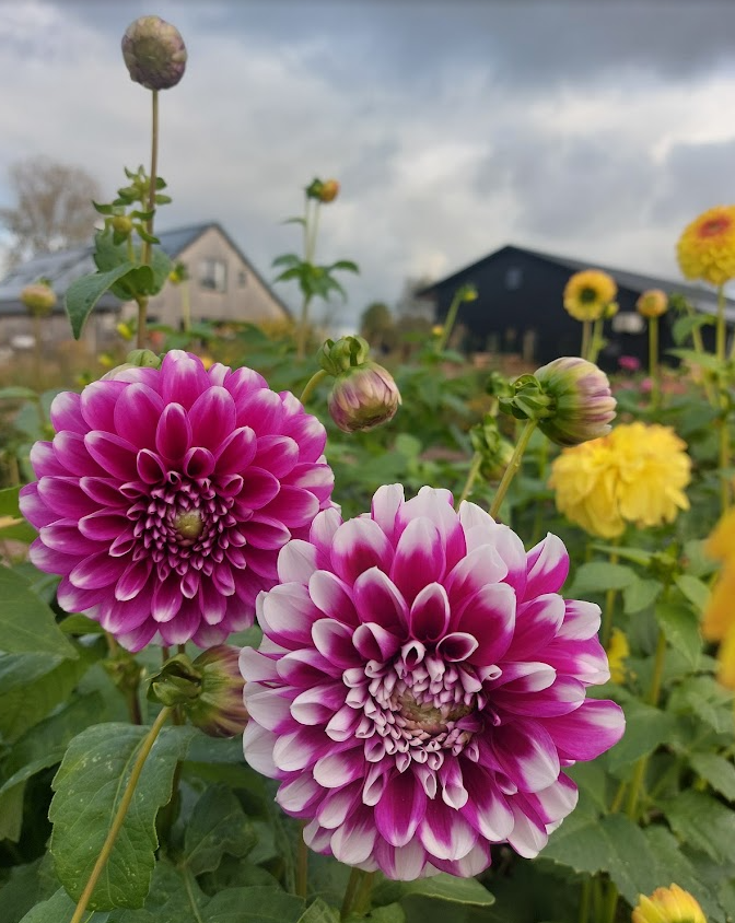 Trots op het Theehuis Haar mooiste moment? “Als ik kijk naar wat we het afgelopen jaar allemaal hebben neergezet ben ik op heel veel dingen trots. Als ik één ding moet noemen; de opening van het Theehuis. Daar hebben we met z’n allen keihard naartoe gewerkt. Toen het eindelijk zover was, had ik echt een brok in mijn keel en spanning. Daarna was het weken knallen en in de derde versnelling door. Pas later gunden we ons een moment om er even stil te staan en ik weet niet goed dat ik mijn collega Brenda hierop attendeerde. Hoe gaaf dit was en of ze het wel besefte.”