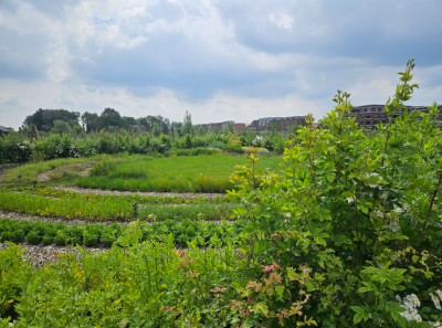 Kruidencirkel huren