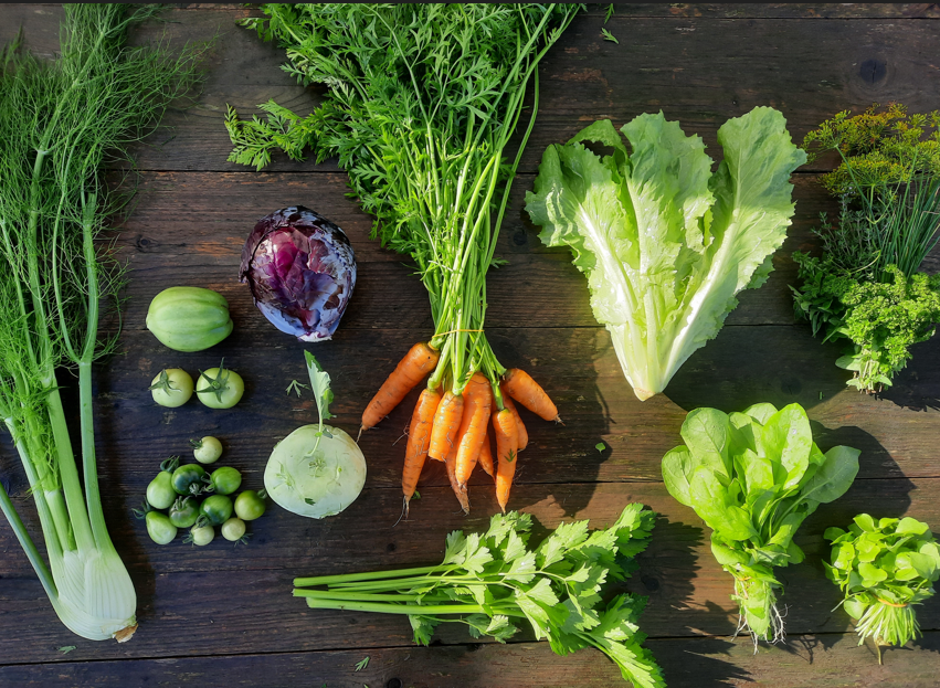 Binnenkort start de verkoop van de oogstdelen 2026 bij de Tuinderij van Land in Zicht. Doe mee aan onze Tuinderij met een solidair betalingssysteem en oogst een seizoen lang lokale, onbespoten groenten.