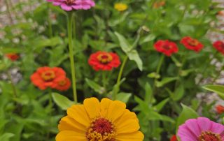 Bezoek tijdens de Landelijke Open Tuinendag van Groei & Bloei inspirerende tuinen door heel Nederland. Doe ideeën op, ontmoet andere tuinliefhebbers en geniet van alles wat groeit en bloeit.