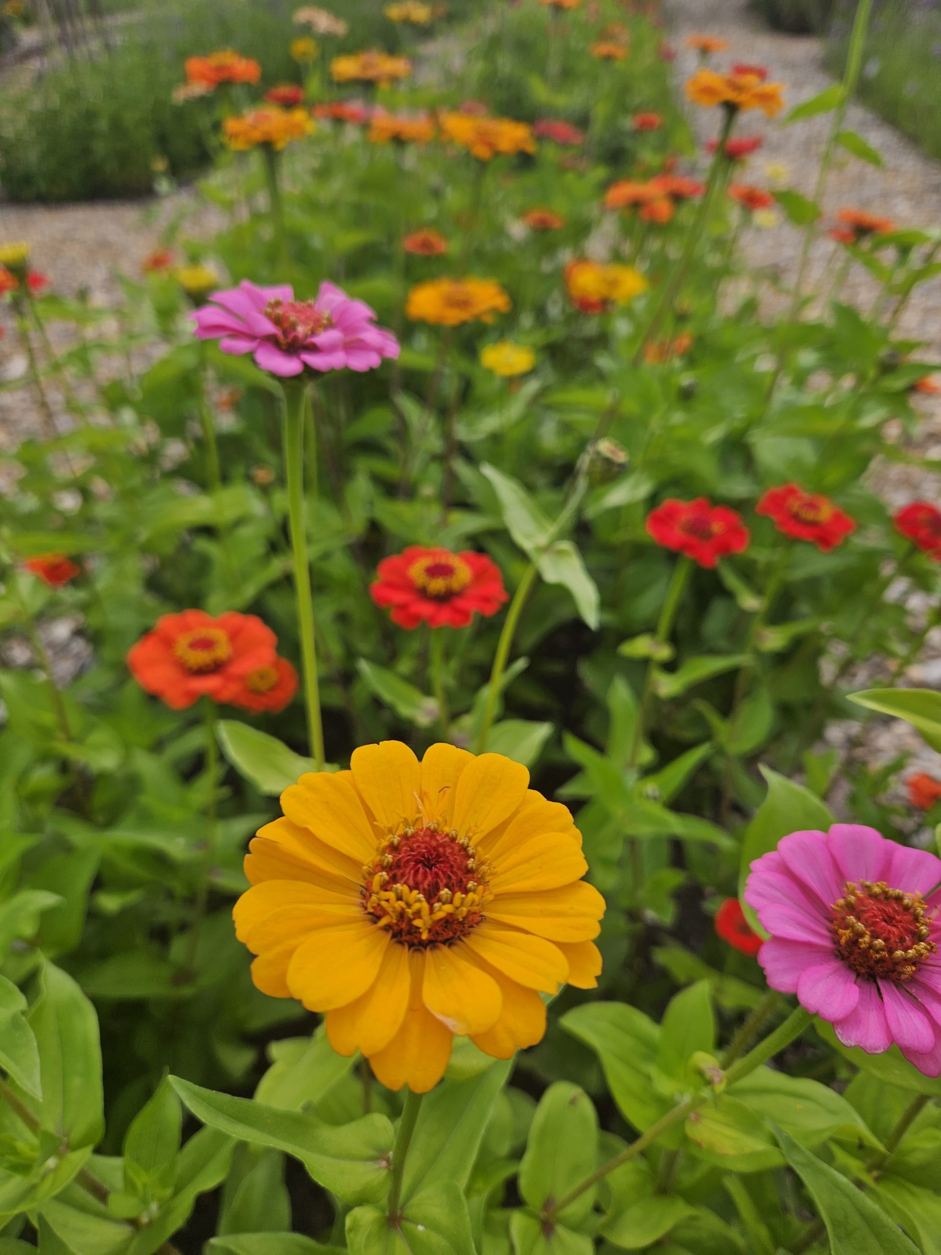 Bezoek tijdens de Landelijke Open Tuinendag van Groei & Bloei inspirerende tuinen door heel Nederland. Doe ideeën op, ontmoet andere tuinliefhebbers en geniet van alles wat groeit en bloeit.