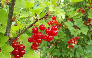 Schrijf je in voor de snoeicursus ‘Bessen & Bramen’ bij Land in Zicht in Amersfoort Vathorst op de Tuinderij. Leer natuurlijk snoeien in 3 bijeenkomsten, met theorie en praktijk in de fruittuin.