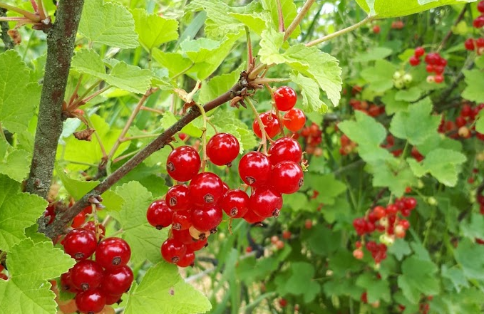 Schrijf je in voor de snoeicursus ‘Bessen & Bramen’ bij Land in Zicht in Amersfoort Vathorst op de Tuinderij. Leer natuurlijk snoeien in 3 bijeenkomsten, met theorie en praktijk in de fruittuin.