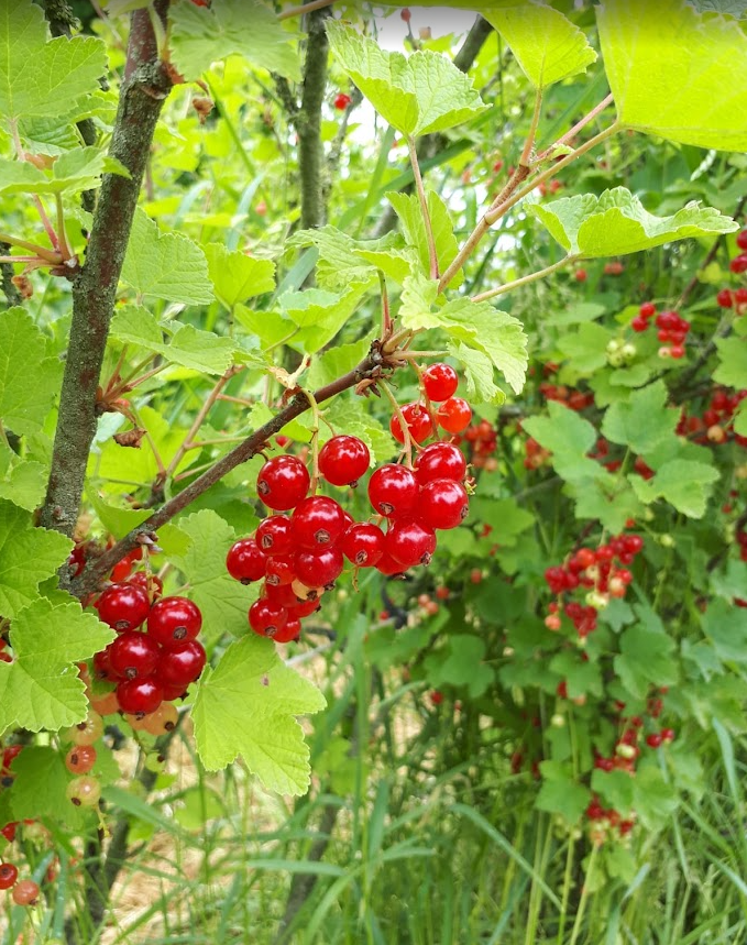 Schrijf je in voor de snoeicursus ‘Bessen & Bramen’ bij Land in Zicht in Amersfoort Vathorst op de Tuinderij. Leer natuurlijk snoeien in 3 bijeenkomsten, met theorie en praktijk in de fruittuin.