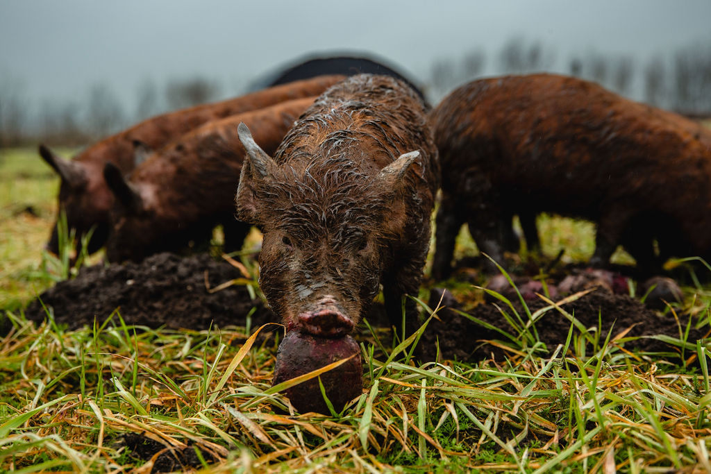 Losgemaakte bodem door oerwroeters op de tuinderij van Land in Zicht in Amersfoort. Foto's door Aylin van den Houten.