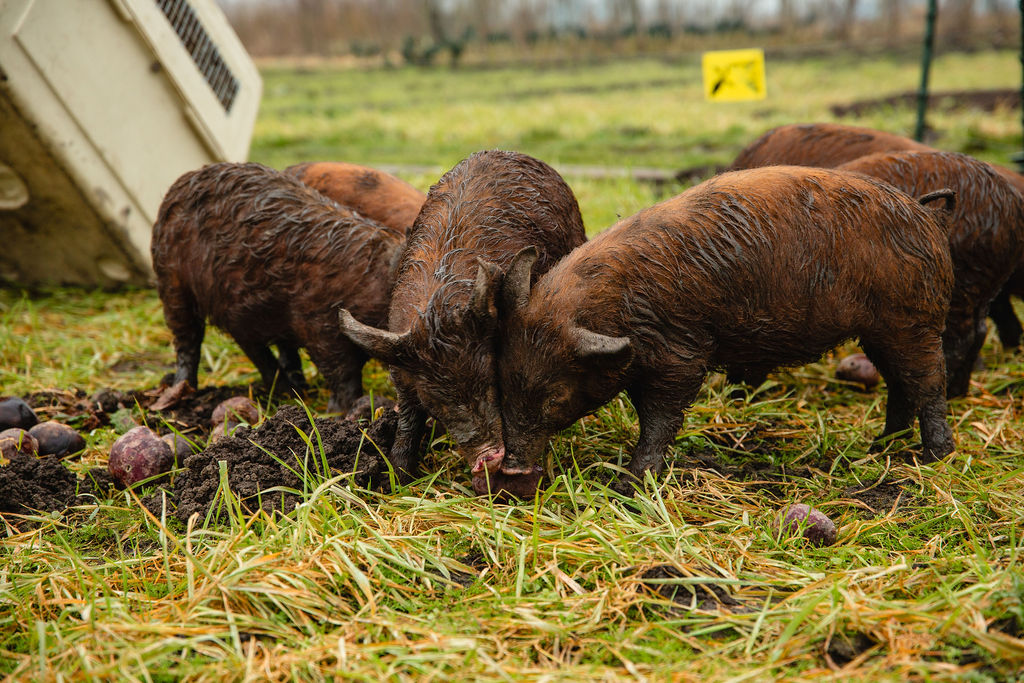 Losgemaakte bodem door oerwroeters op de tuinderij akker van Land in Zicht in Amersfoort. Foto's door Aylin van den Houten.
