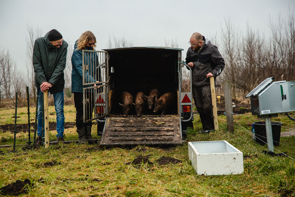 Oerwroeters wroeten in de bodem van de tuinderij van Land in Zicht en maken de grond los. in Amersfoort Vathorst. Foto's door Aylin van den Houten
