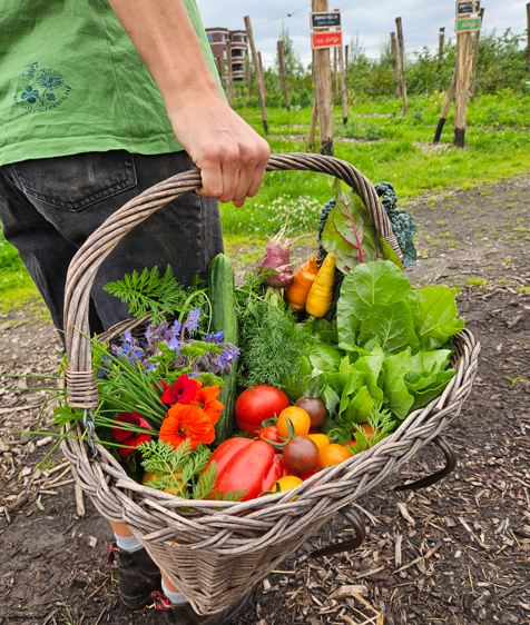 oogst mand groente tuinderij land in zicht amersfoort