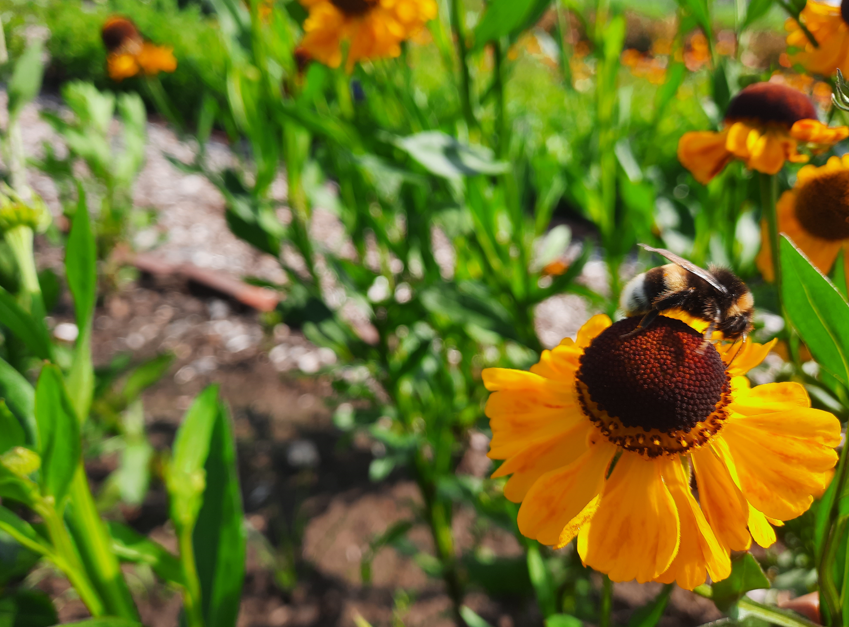 Zomerstrippenkaart bij Land in Zicht met oogst uit de moestuin zoals groenten, kruiden en bloemen in een groene tuinomgeving in Vathorst