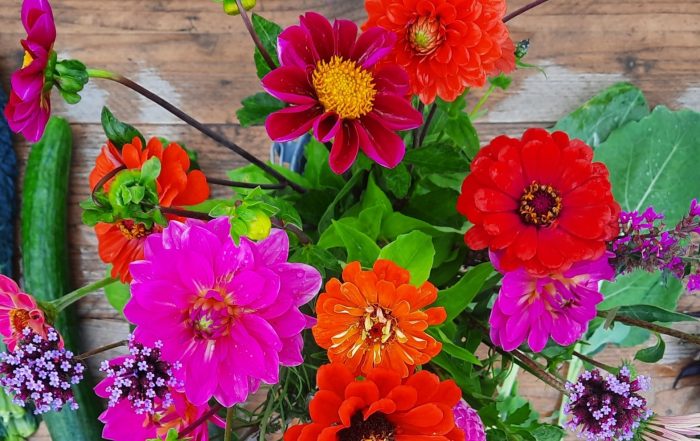 Zomerstrippenkaart Tuinderij Land in Zicht in Amersfoort Vathorst, oogst in de zomer met ons mee